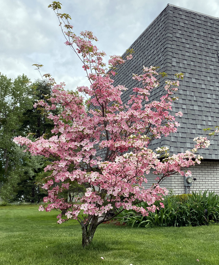 Beekman Place Estates grounds in bloom
